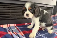 Mavey, a male Cavalier King Charles Spaniel for sale in Sturgis, MI – 9 of 10
