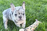 Jelly , a female Frenchton for sale in Sturgis, MI – 7 of 10