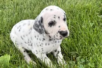 Lamar, a male Dalmatian for sale in Sturgis, MI – 9 of 10