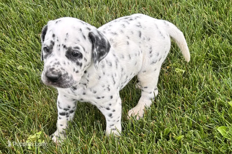 Larry – Dalmatian puppy for sale in Sturgis, MI