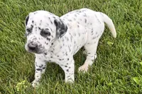 Larry, a male Dalmatian for sale in Sturgis, MI – 1 of 10