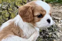 Holly, a female Cavalier King Charles Spaniel for sale in Sturgis, MI – 5 of 10