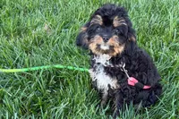 Nancy, a female Cavapoo for sale in Sturgis, MI – 4 of 7