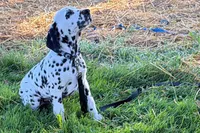 Lamar, a male Dalmatian for sale in Sturgis, MI – 9 of 9