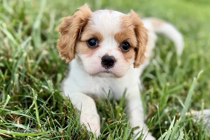 Violet – Cavalier King Charles Spaniel puppy for sale in Sturgis, MI