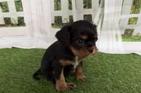 Welda, a female Cavalier King Charles Spaniel for sale in Sturgis, MI – Photo 8 of 9