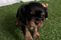 Welda, a female Cavalier King Charles Spaniel for sale in Sturgis, MI – Photo 4 of 9