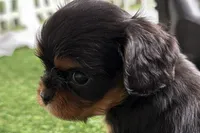 Welda, a female Cavalier King Charles Spaniel for sale in Sturgis, MI – Photo 3 of 9