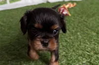 Welda, a female Cavalier King Charles Spaniel for sale in Sturgis, MI – Photo 7 of 9