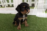 Welda, a female Cavalier King Charles Spaniel for sale in Sturgis, MI – Photo 2 of 9