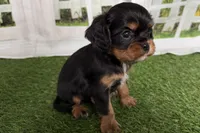 Welda, a female Cavalier King Charles Spaniel for sale in Sturgis, MI – Photo 5 of 9