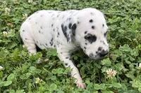 Lavida , a female Dalmatian for sale in Sturgis, MI – 7 of 10