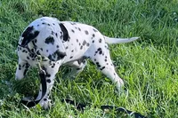Lamar, a male Dalmatian for sale in Sturgis, MI – 3 of 9