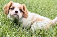 Violet, a female Cavalier King Charles Spaniel for sale in Sturgis, MI – 8 of 10