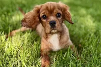 Mars, a male Cavalier King Charles Spaniel for sale in Sturgis, MI – 9 of 10