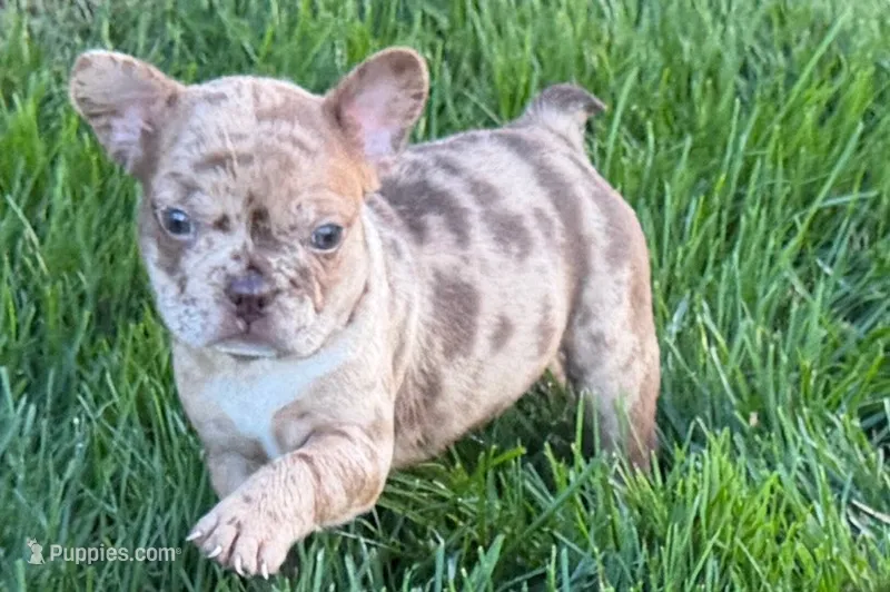 Jake – Frenchton puppy for sale in Sturgis, MI