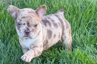 Jake, a male Frenchton for sale in Sturgis, MI – 1 of 10