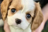 Ruby , a female Cavalier King Charles Spaniel for sale in Sturgis, MI – 6 of 7