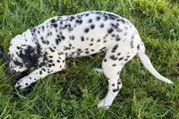 Larry, a male Dalmatian for sale in Sturgis, MI – 5 of 9
