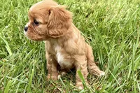 Alyssa, a female Cavalier King Charles Spaniel for sale in Sturgis, MI – 5 of 10
