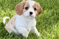 Remy, a male Cavalier King Charles Spaniel for sale in Sturgis, MI – 2 of 10