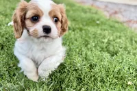 Valor, a female Cavalier King Charles Spaniel for sale in Sturgis, MI – 3 of 10