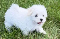 Oscar, a male Maltese for sale in Sturgis, MI – 4 of 10