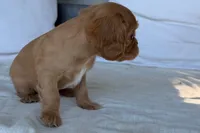 Sally, a female Cavalier King Charles Spaniel for sale in Sturgis, MI – 6 of 9