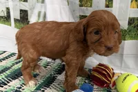 Jill, a female Cockapoo for sale in Sturgis, MI – Photo 5 of 7