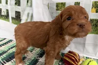 Jill, a female Cockapoo for sale in Sturgis, MI – Photo 1 of 7