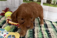 Jill, a female Cockapoo for sale in Sturgis, MI – Photo 7 of 7