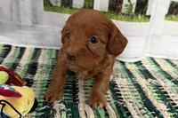 Jill, a female Cockapoo for sale in Sturgis, MI – Photo 3 of 7