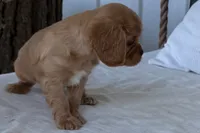 Sterling , a male Cavalier King Charles Spaniel for sale in Sturgis, MI – 5 of 10