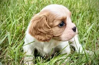 Ari , a female Cavalier King Charles Spaniel for sale in Sturgis, MI – 2 of 9