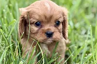 Ashur , a male Cavalier King Charles Spaniel for sale in Sturgis, MI – 3 of 8