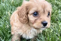 Falcon, a male Cavalier King Charles Spaniel and Poodle - Miniature  for sale in Sturgis, MI – 2 of 10