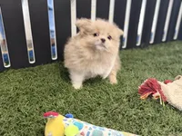 Emily, a female Pomeranian and Shih Tzu for sale in Sturgis, MI – Photo 4 of 10