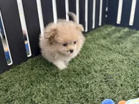 Emily, a female Pomeranian and Shih Tzu for sale in Sturgis, MI – Photo 10 of 10