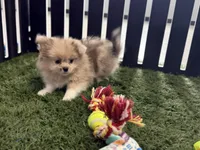 Emily, a female Pomeranian and Shih Tzu for sale in Sturgis, MI – Photo 6 of 10