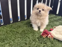 Emily, a female Pomeranian and Shih Tzu for sale in Sturgis, MI – Photo 1 of 10