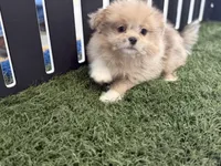 Emily, a female Pomeranian and Shih Tzu for sale in Sturgis, MI – Photo 8 of 10