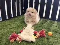 Emily, a female Pomeranian and Shih Tzu for sale in Sturgis, MI – Photo 3 of 10