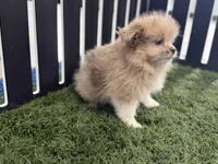 Emily, a female Pomeranian and Shih Tzu for sale in Sturgis, MI – Photo 7 of 10