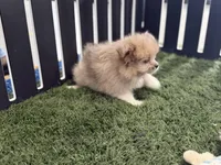 Emily, a female Pomeranian and Shih Tzu for sale in Sturgis, MI – Photo 9 of 10