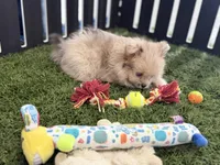 Emily, a female Pomeranian and Shih Tzu for sale in Sturgis, MI – Photo 2 of 10