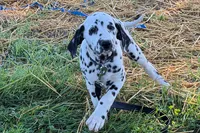 Lamar, a male Dalmatian for sale in Sturgis, MI – 5 of 9