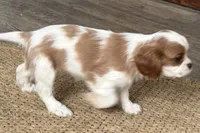 Brooke, a female Cavalier King Charles Spaniel for sale in Sturgis, MI – Photo 3 of 6