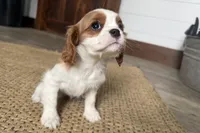 Brooke, a female Cavalier King Charles Spaniel for sale in Sturgis, MI – Photo 6 of 6