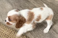 Brooke, a female Cavalier King Charles Spaniel for sale in Sturgis, MI – Photo 4 of 6