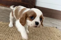 Brooke, a female Cavalier King Charles Spaniel for sale in Sturgis, MI – Photo 5 of 6